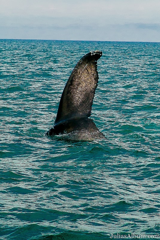 whale tail, whale watching in Canada