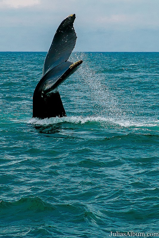 whale tale, humpback whale, travel, vacation, Brier Island in the Bay of Fundy in Digby County, Nova Scotia, Canada