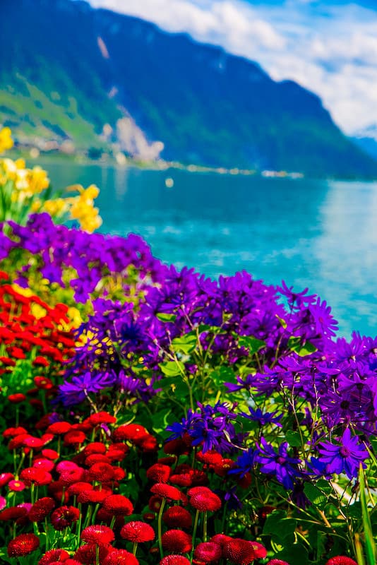 flowers, Lake Geneva, travel, vacation, Europe, water, beautiful