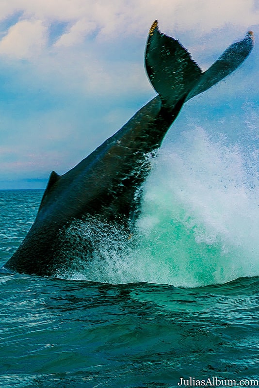 Whale tail, whale breaching into the ocean, Brier Island whales, Canada travel, Canada Summer