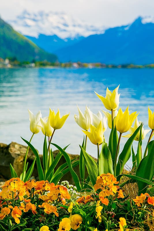 tulips, flowers, Lake Geneva, the Alps