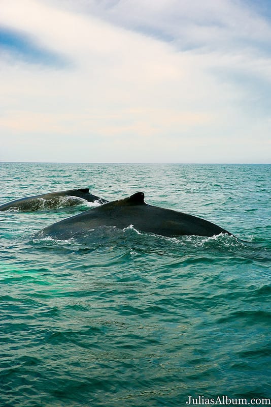 whales playing, swimming together in the ocean, Brier Island, Nova Scotia