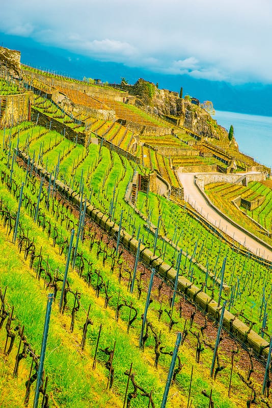 vineyards in Chexbre