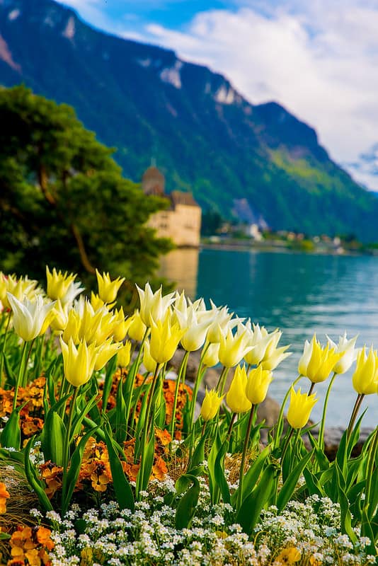 tulips, flowers, Chillon Castle, Lake Geneva, the Alps