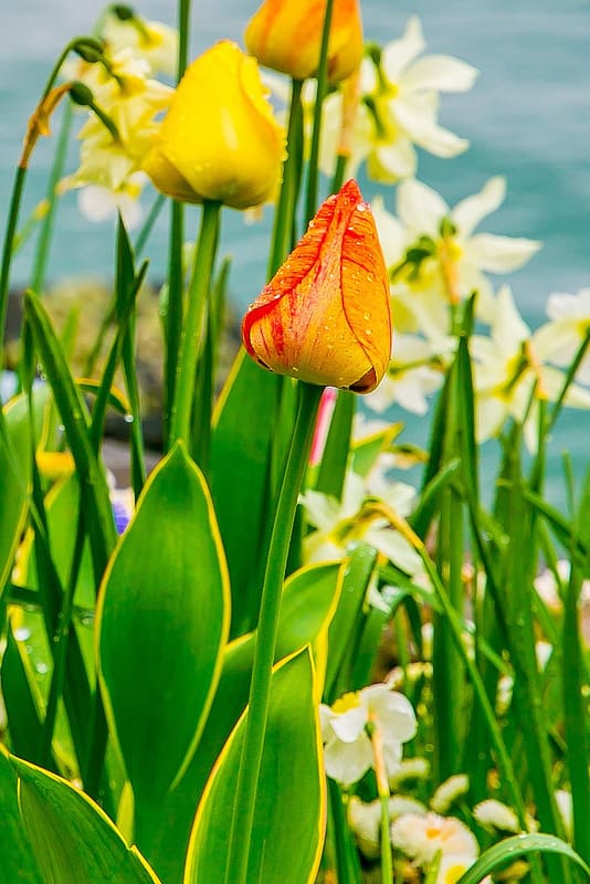 flowers, tulips, Lake Geneva, travel, vacation in Switzerland