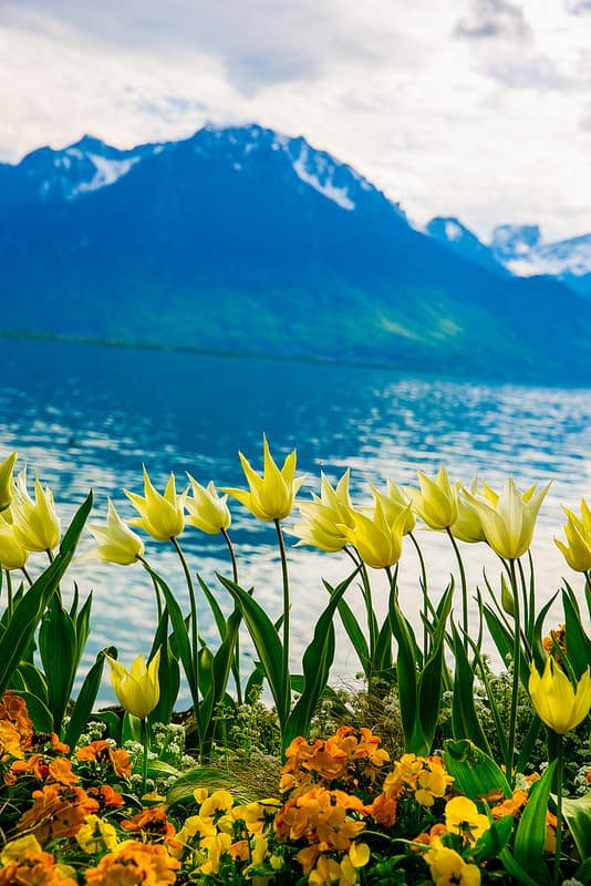 tulips with the Lake Geneva and the Alps in the background