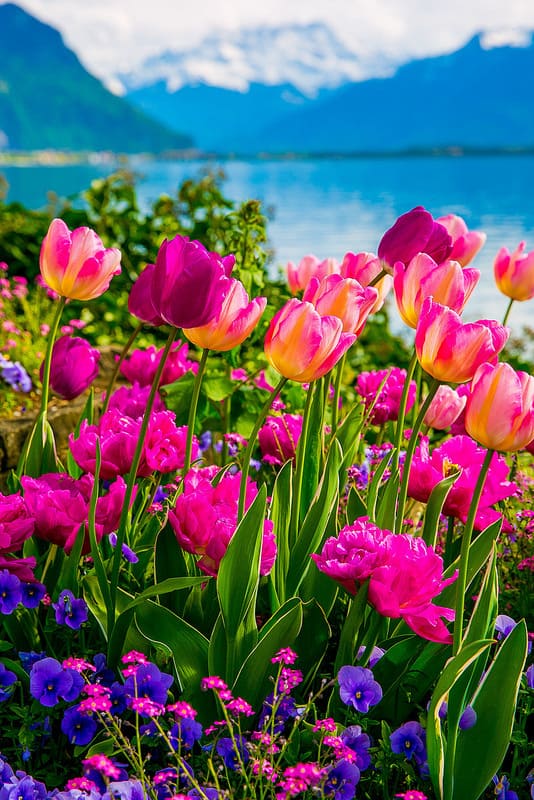 Lake Geneva, the Alps, flowers, tulips