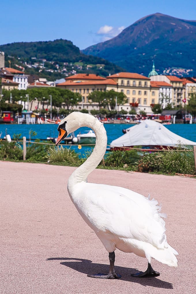 Swans on Lake Lugano, Switzerland