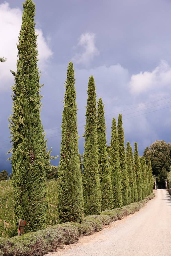 Cypress Trees in Tuscany, Italy