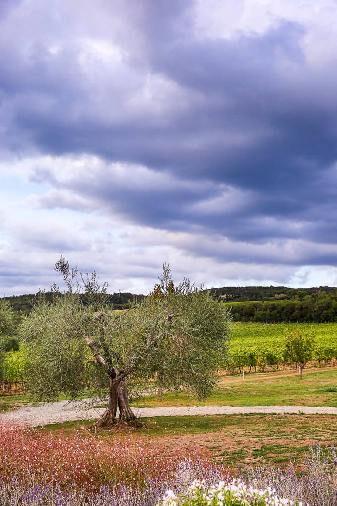 Olive Tree in Tuscany, Italy - Podere Brizio