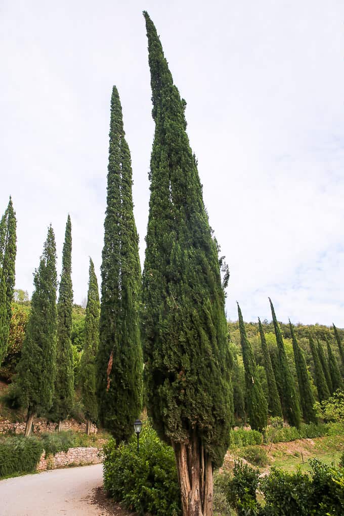Cypress Trees at The Hotel Abbazia San Pietro in Valle