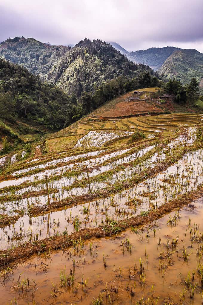 Rice Terraces flooded with rainwater in January, Sapa, Vietnam