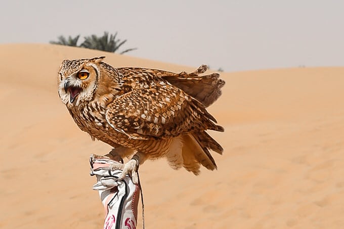 Desert Eagle Owl in the Dubai Desert Conservation Reserve