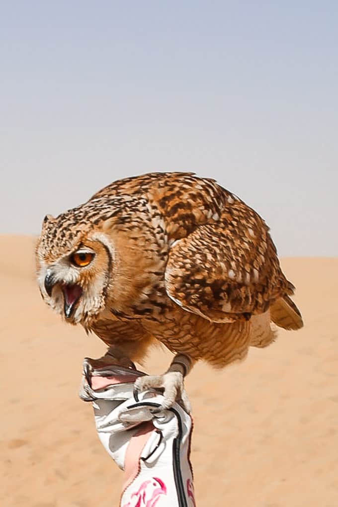 Desert eagle owl