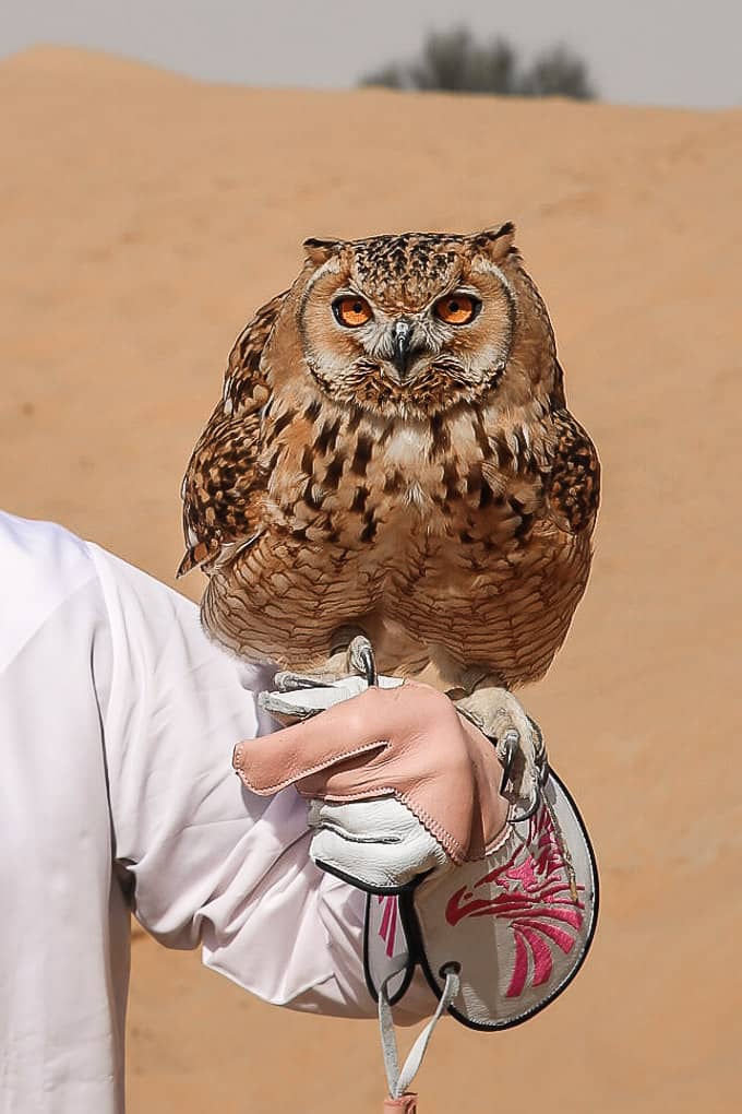 Desert Eagle Owl at the Dubai Desert Conservation Reserve