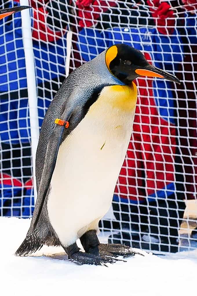 Snow Penguins at Ski Dubai