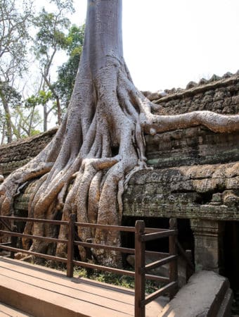 Tree roots growing over the temple structures at Ta Prohm, Cambodia