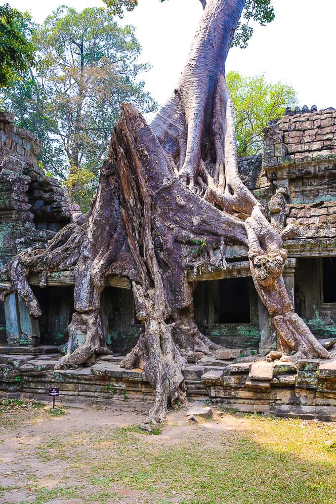 Tree roots at Preah Khan temple complex near Angkor Wat, Cambodia