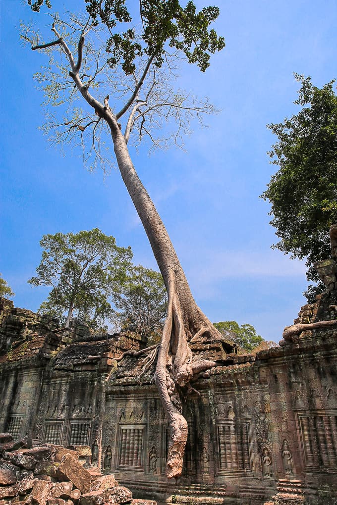 Tree roots at Preah Khan temple complex near Angkor Wat, Cambodia