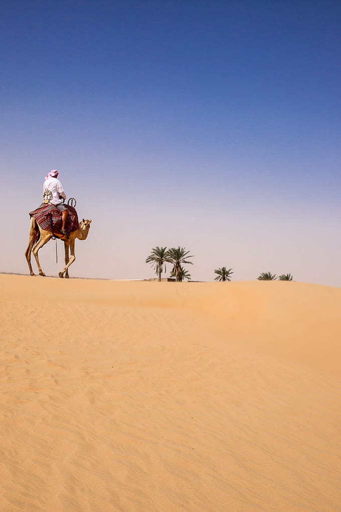 Camel ride at the Dubai Desert Conservation Reserve