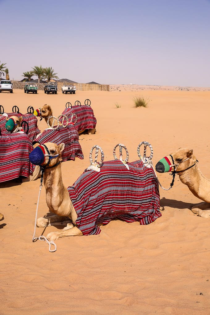 Camels at the Dubai Desert Conservation Reserve