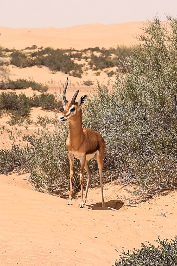 Gazelle at the Dubai Desert Conservation Reserve
