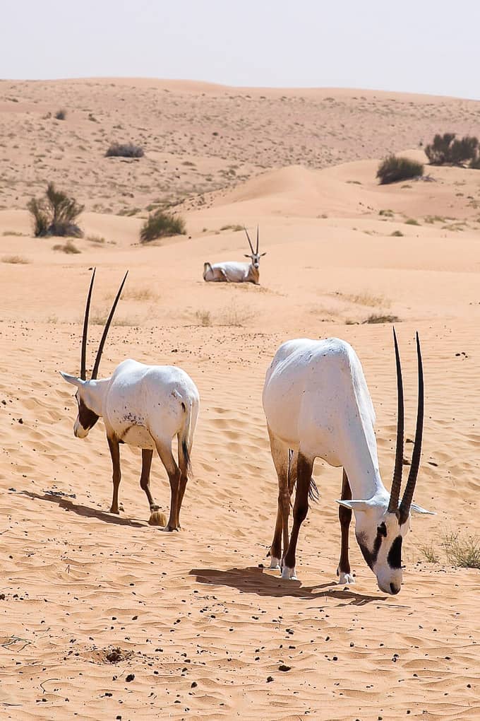 Oryx at the Dubai Desert Conservation Reserve