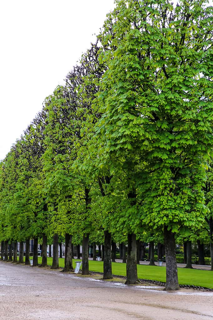 Tree-lined promenade, Jardin du Luxembourg, Paris